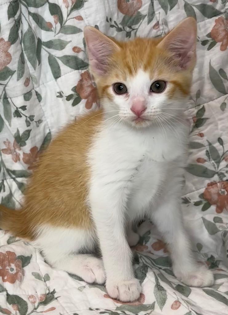 3/26/25 - Cricket, Adopted, Young Male Domestic Short Hair.