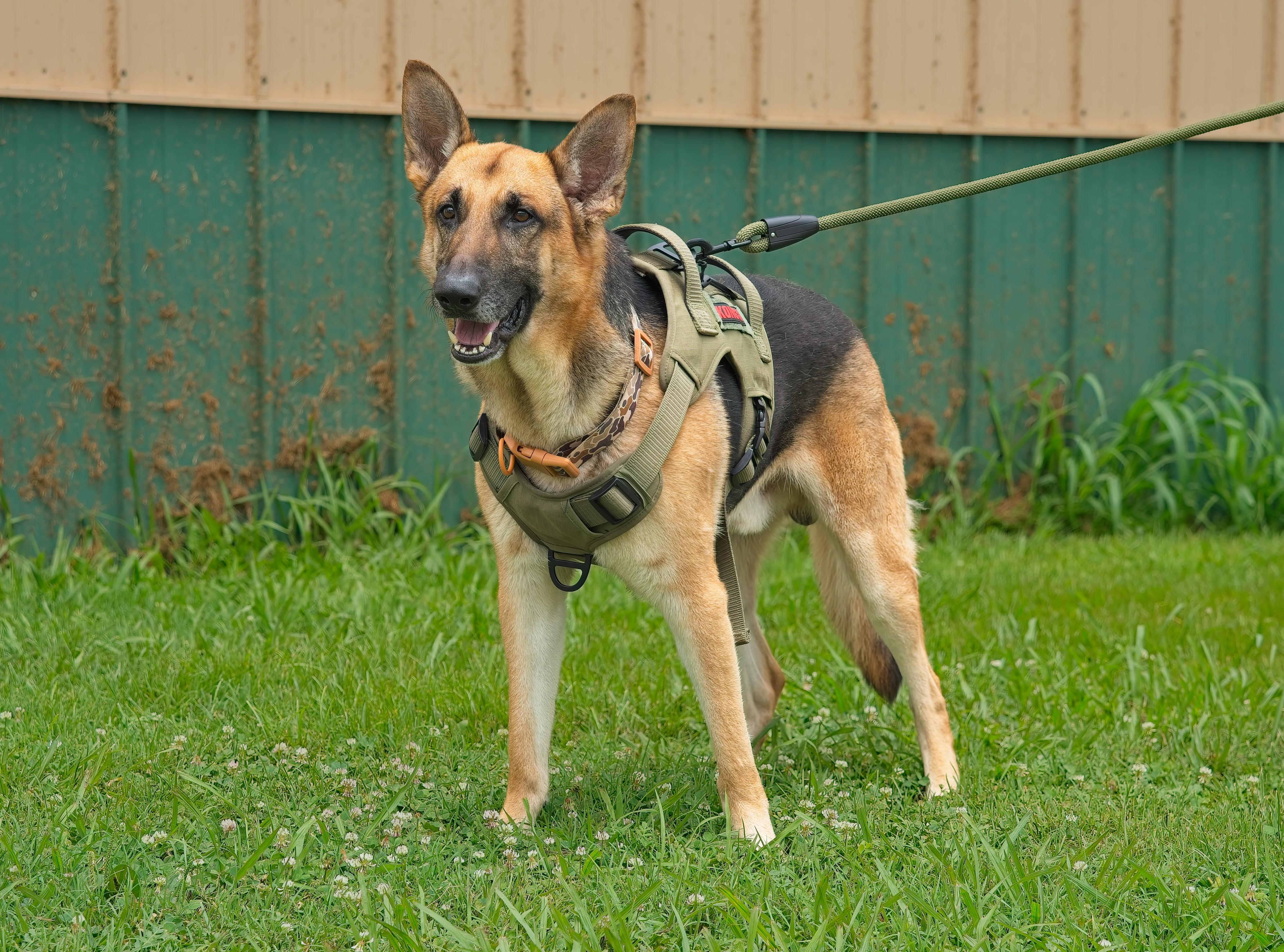 Enlarge RANGER, a Adopted German Shepherd Dog in Owensboro, KY image 5/6
