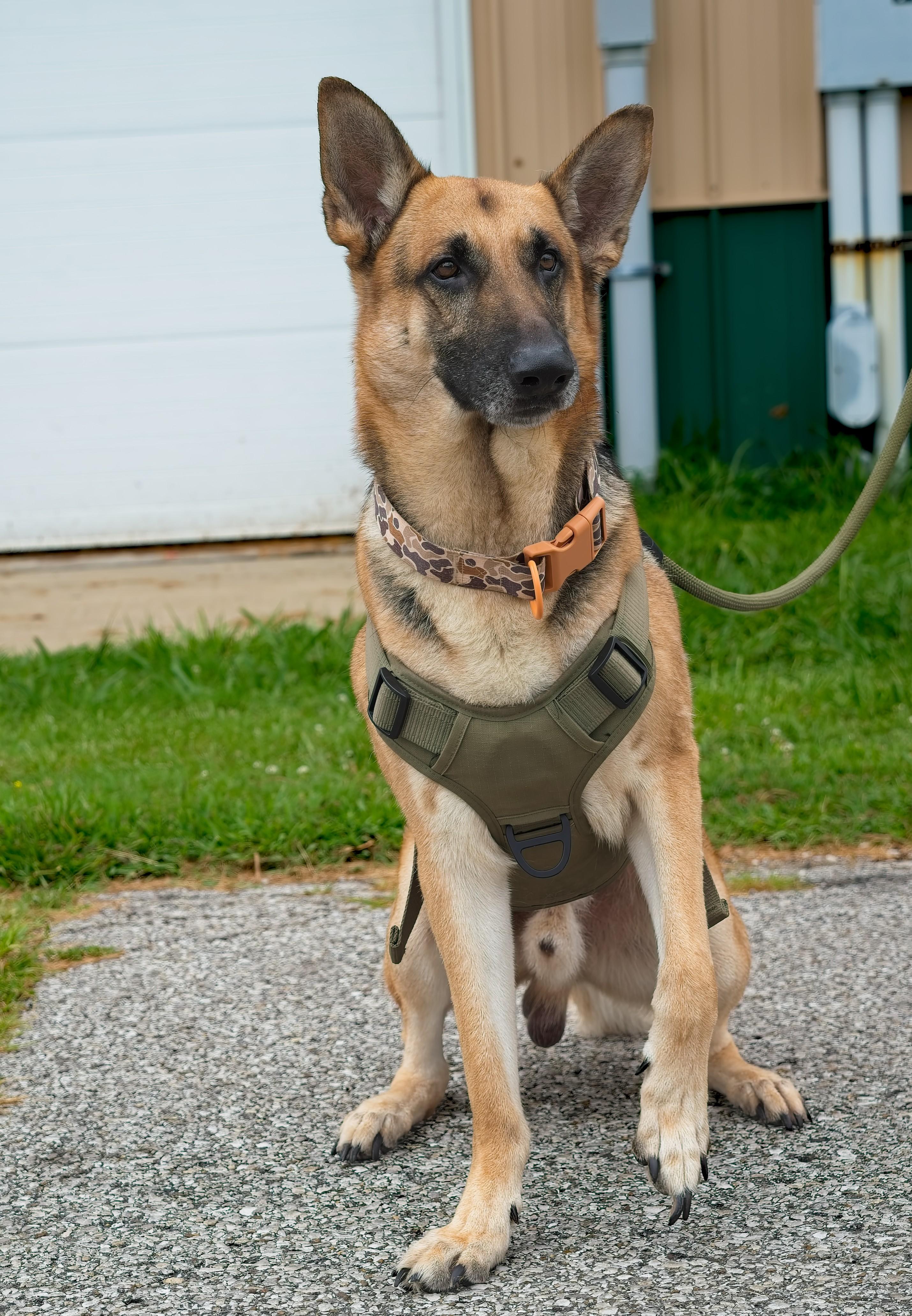 Enlarge RANGER, a Adopted German Shepherd Dog in Owensboro, KY image 3/6
