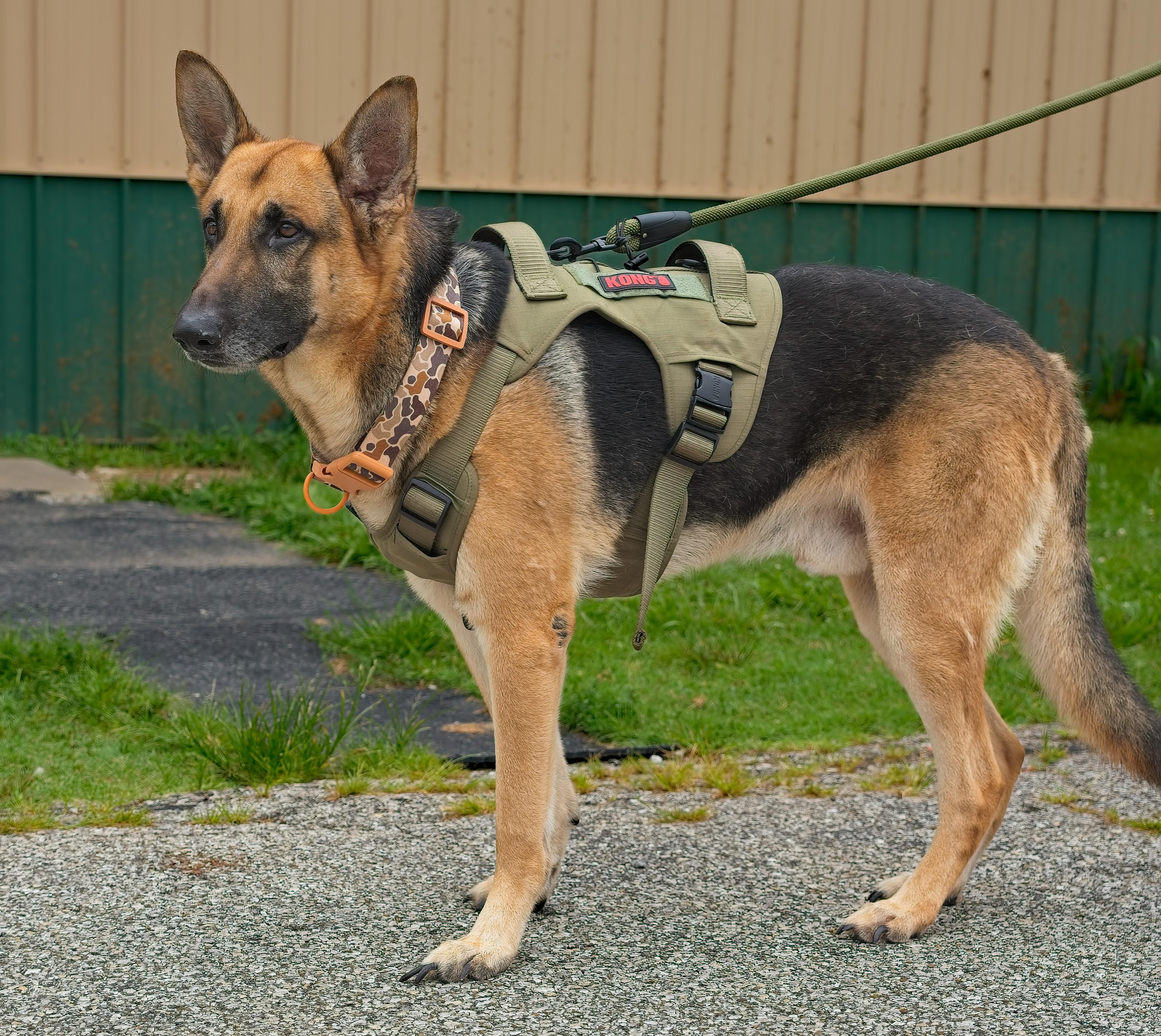 RANGER, Adopted, Adult Male German Shepherd Dog.