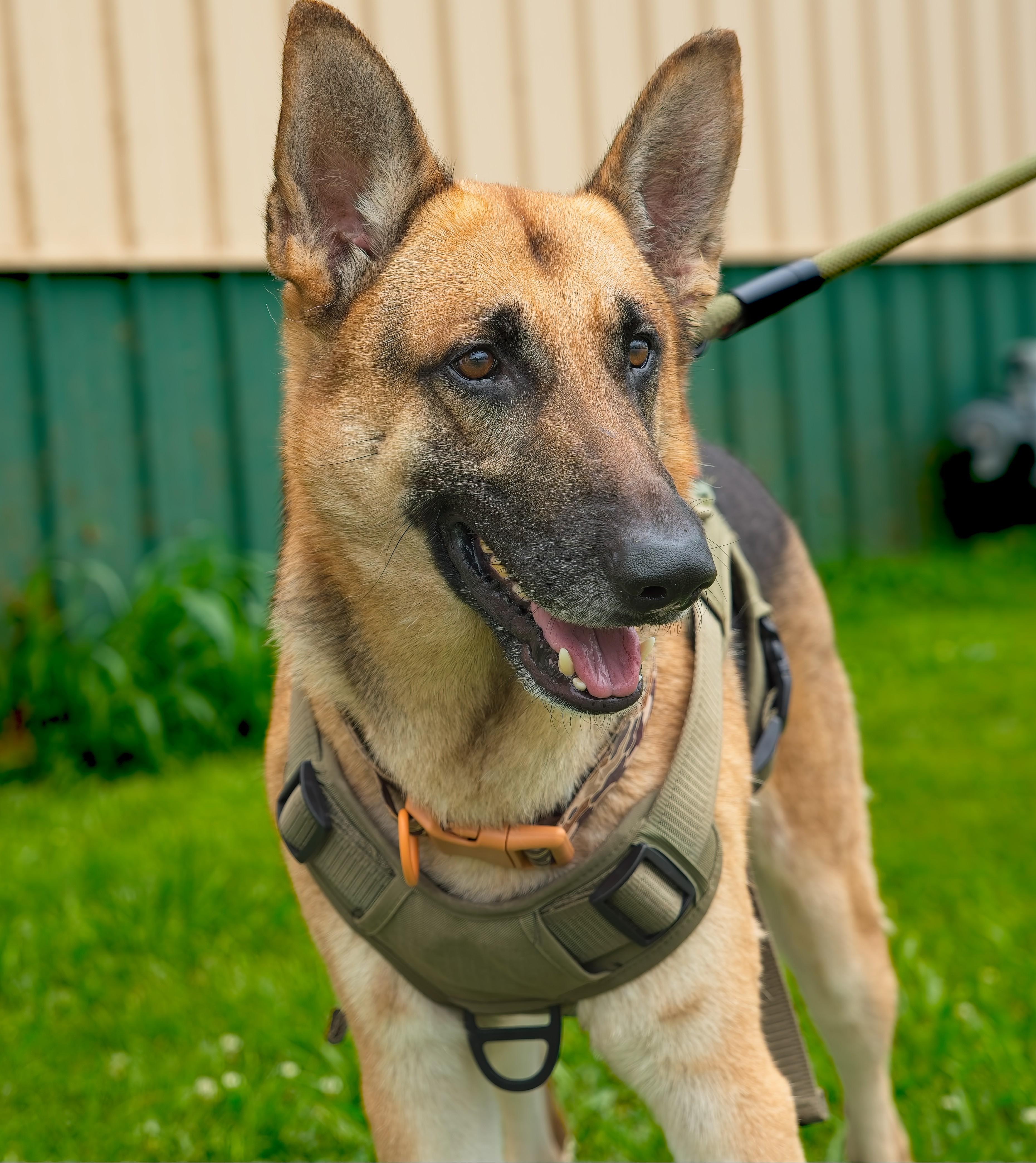 Enlarge RANGER, a Adopted German Shepherd Dog in Owensboro, KY image 4/6