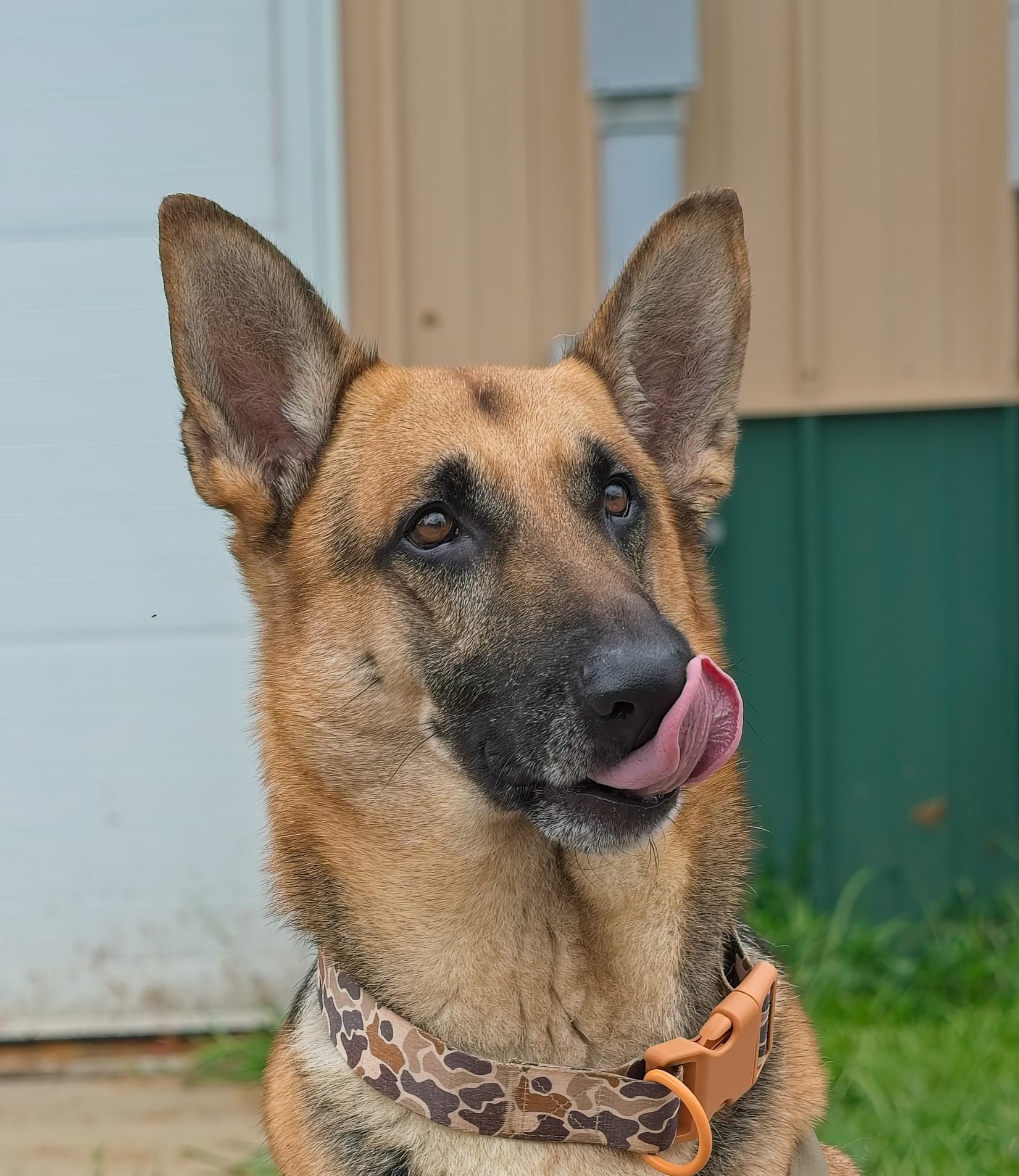 Enlarge RANGER, a Adopted German Shepherd Dog in Owensboro, KY image 2/6