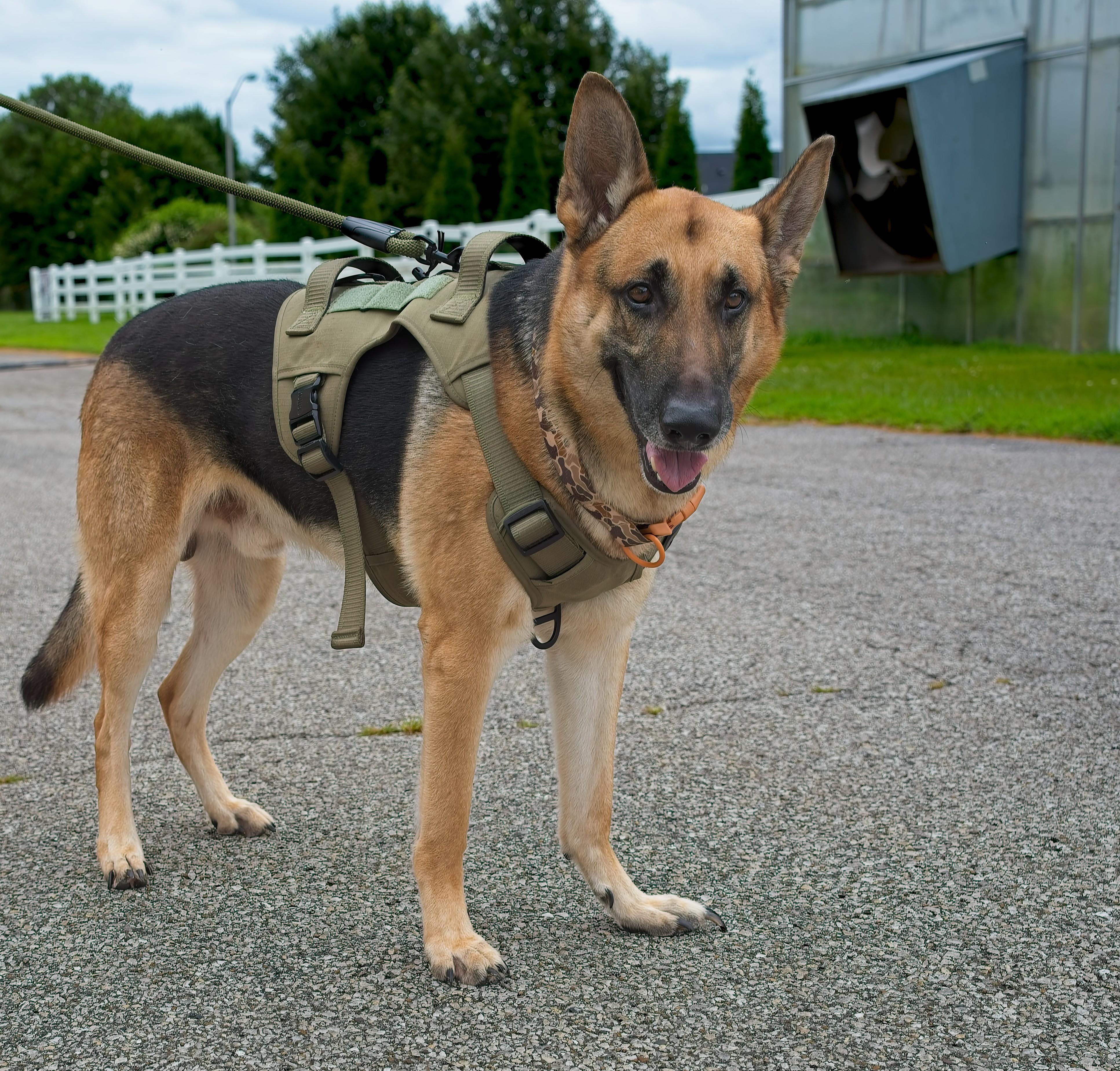 Enlarge RANGER, a Adopted German Shepherd Dog in Owensboro, KY image 6/6