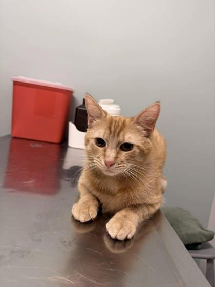 Enlarge Tiger King (with Blondie), an adopted Domestic Short Hair in Annapolis, MD image 1/1