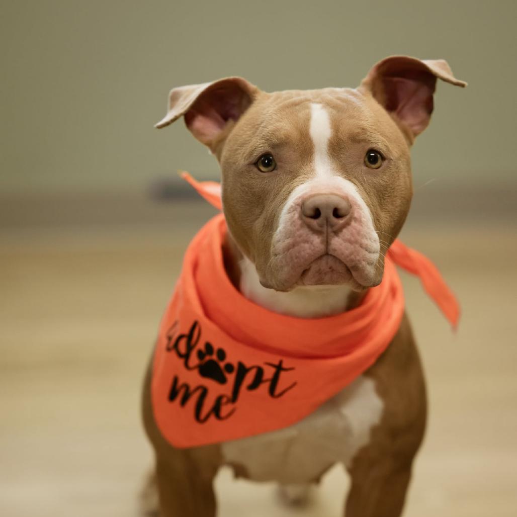 Rose, a Adoptable Pit Bull Terrier in Sullivan, IL image 2/6