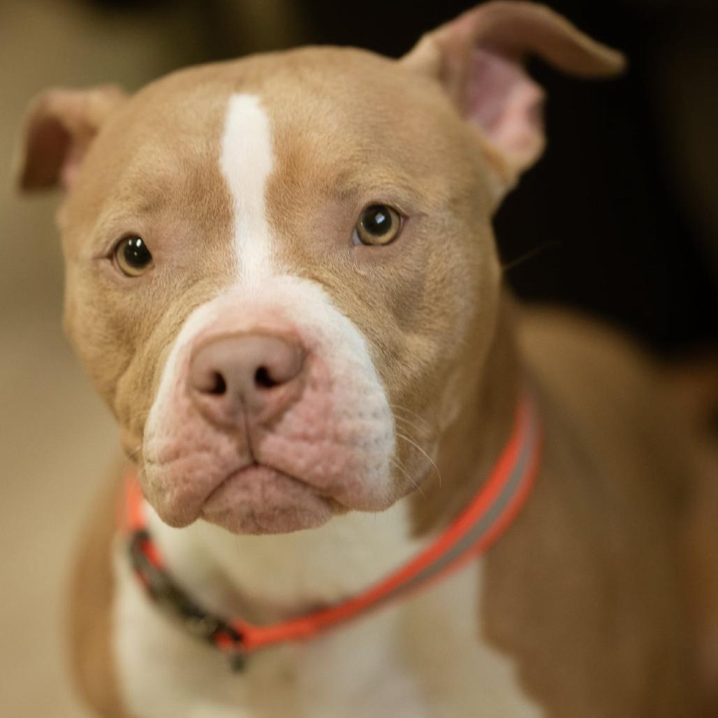 Rose, a Adoptable Pit Bull Terrier in Sullivan, IL image 3/6