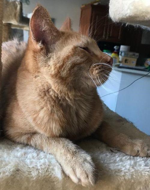 Enlarge Mia, a Adopted Domestic Short Hair in Los Lunas, NM image 1/1