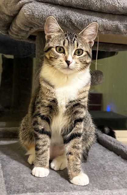 Enlarge Sparkle C4769, a Adoptable Domestic Short Hair in minneapolis, MN image 1/3