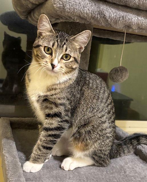 Enlarge Sparkle C4769, a Adoptable Domestic Short Hair in minneapolis, MN image 2/3