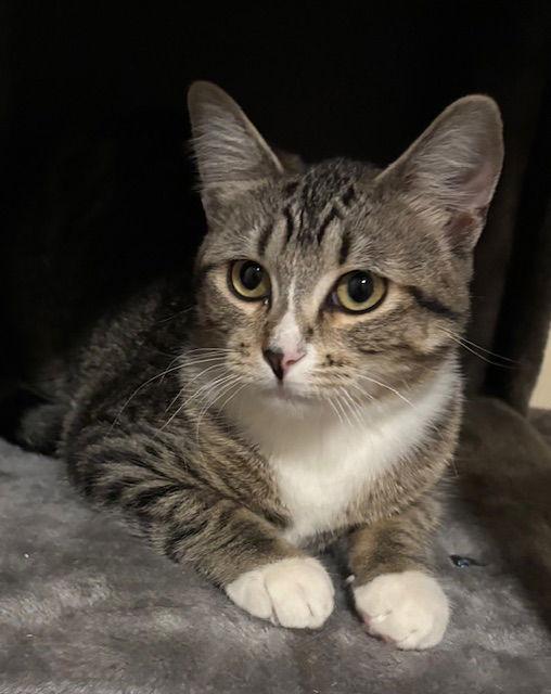 Enlarge Sparkle C4769, a Adoptable Domestic Short Hair in minneapolis, MN image 3/3