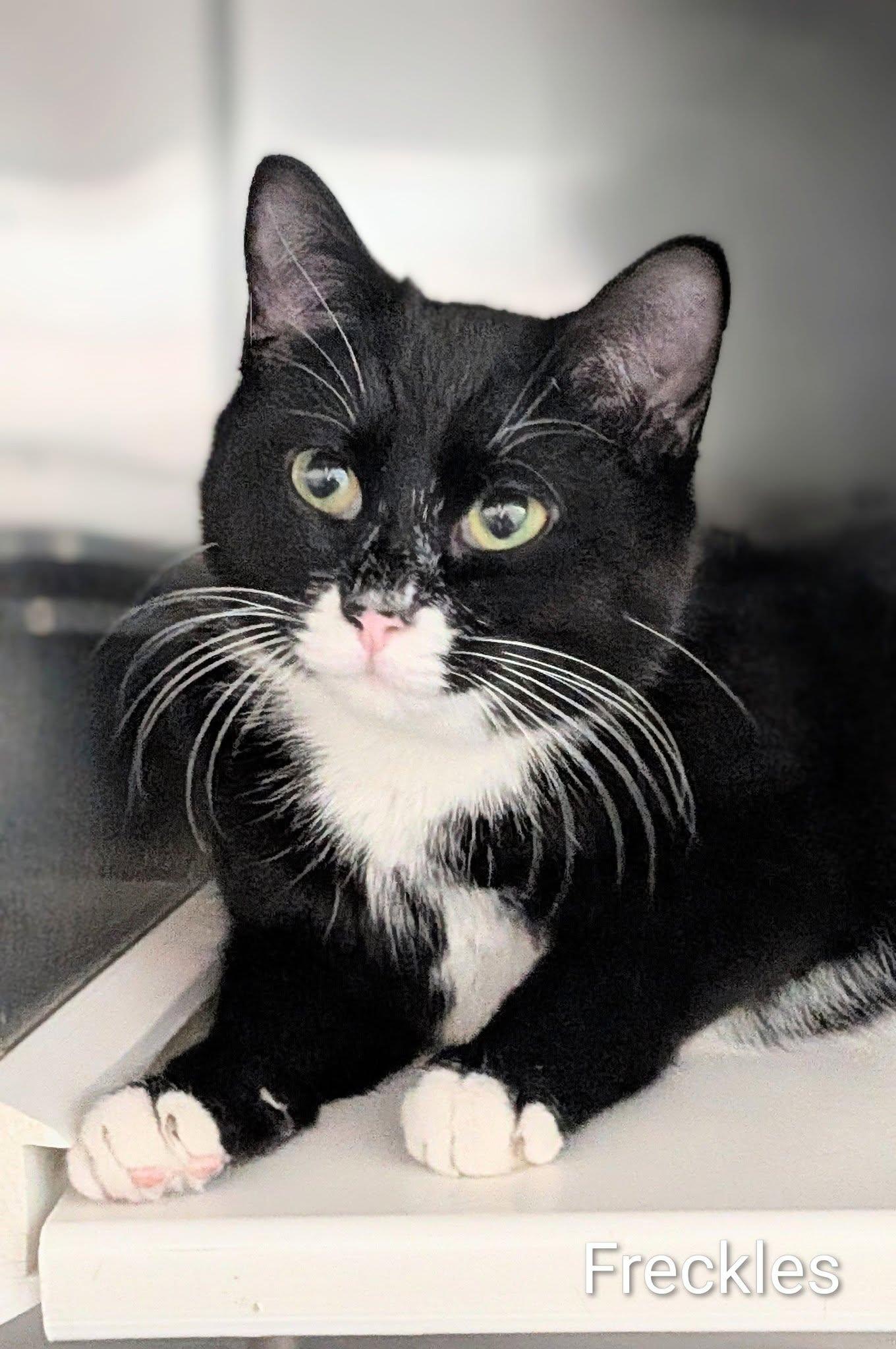 Freckles, ADOPTABLE, Adult Female Domestic Short Hair.