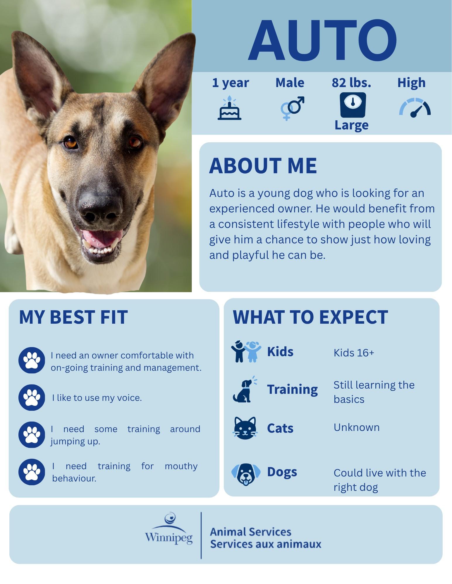 Auto, Adoptable, Adult Male Shepherd.