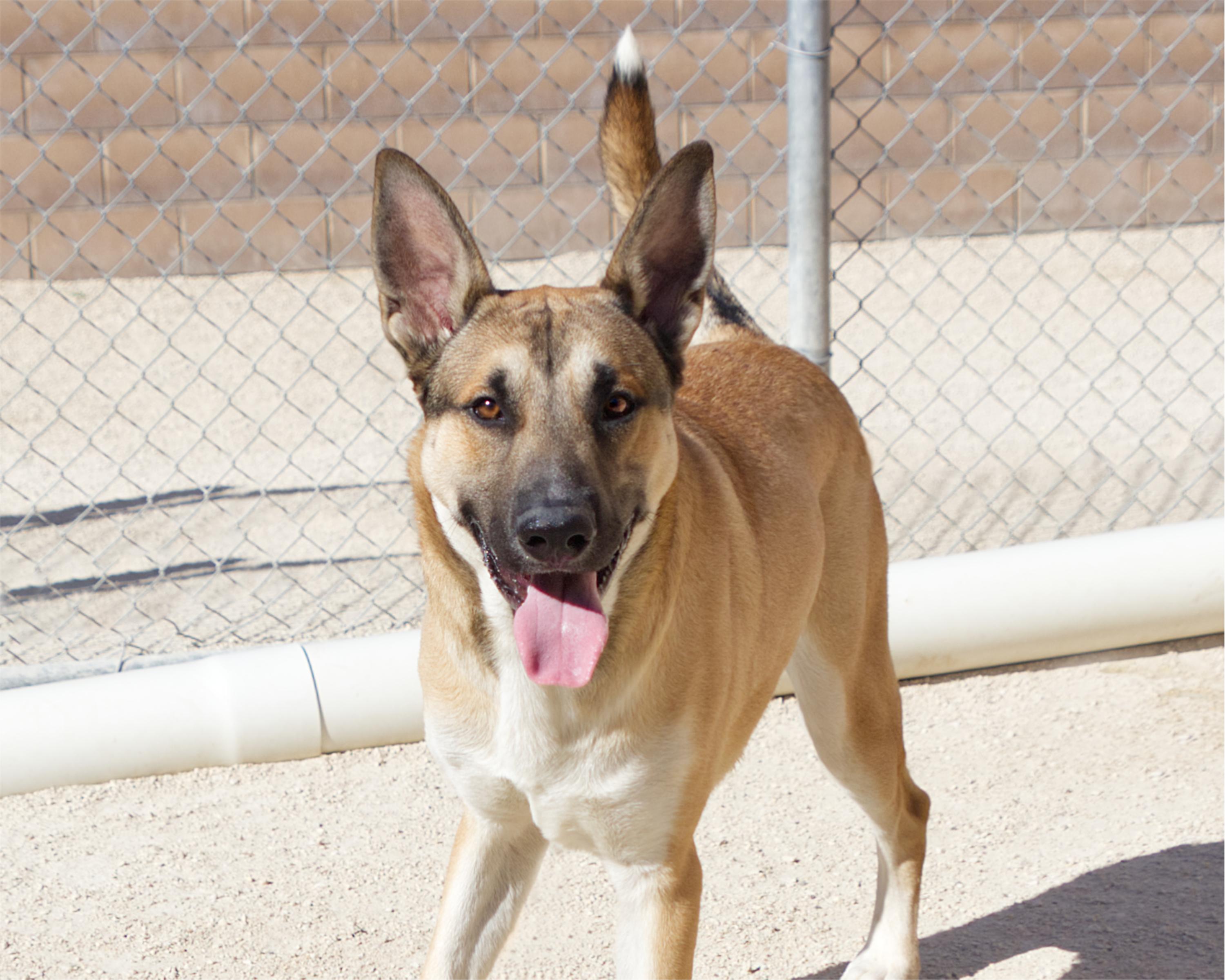 Enlarge Auto, a Adoptable mixed breed in Winnipeg, MB image 4/4