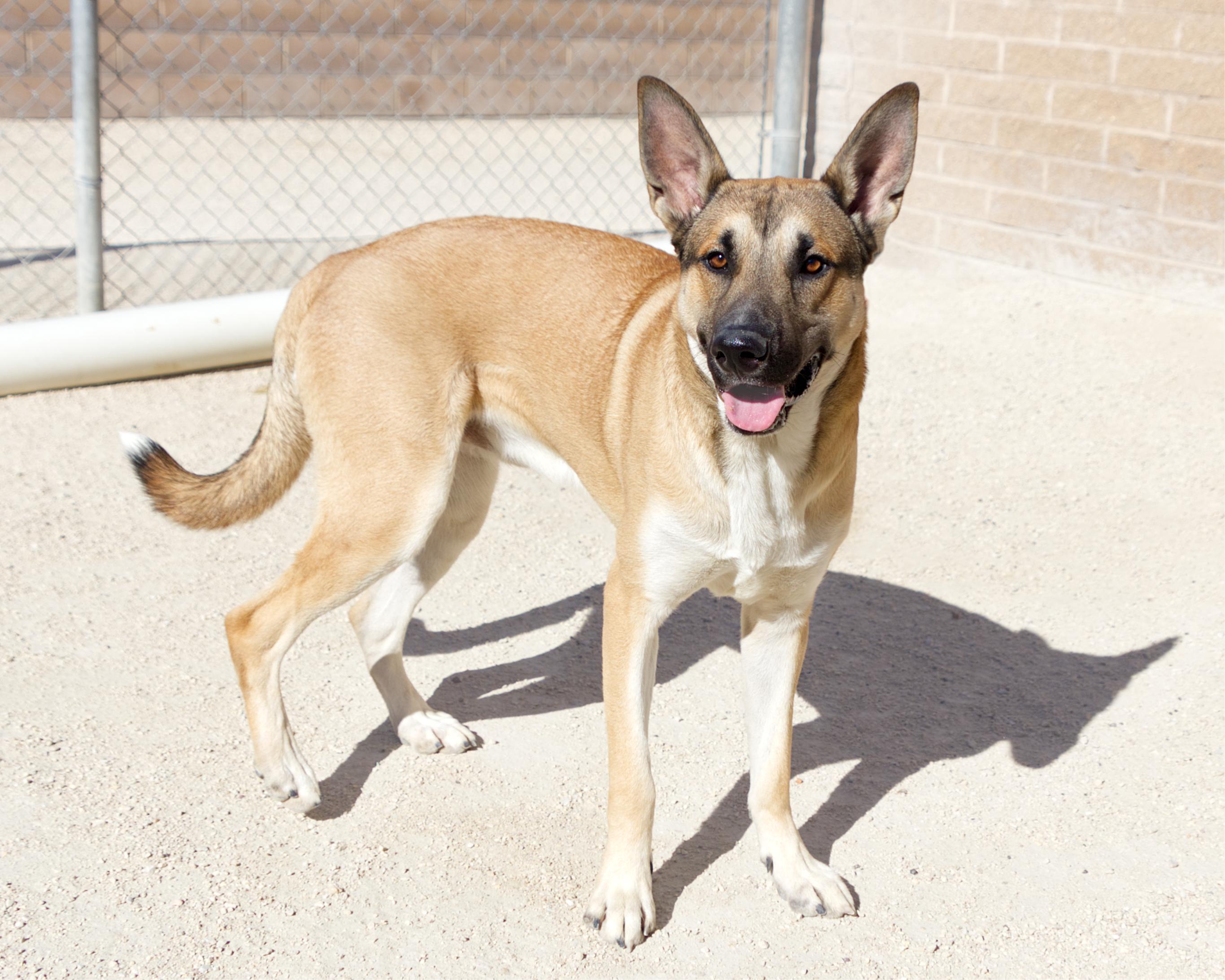 Enlarge Auto, a Adoptable mixed breed in Winnipeg, MB image 3/4