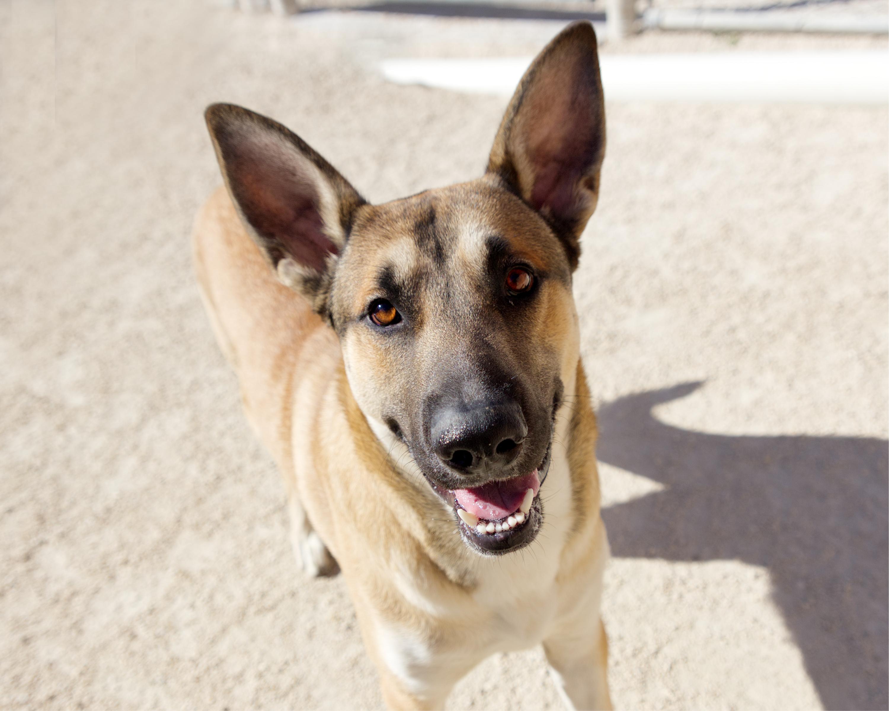 Enlarge Auto, a Adoptable mixed breed in Winnipeg, MB image 2/4