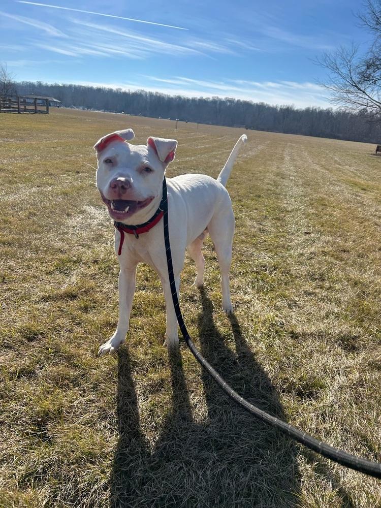 Maverick, Adoptable, Adult Male Pit Bull Terrier.