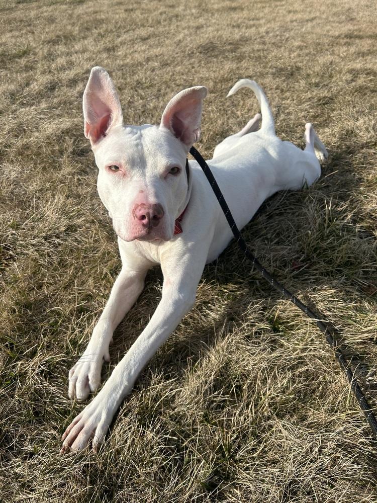 Enlarge Maverick, a Adoptable Pit Bull Terrier in Germantown, OH image 2/6