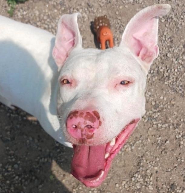 Enlarge Maverick, a Adoptable Pit Bull Terrier in Germantown, OH image 3/6
