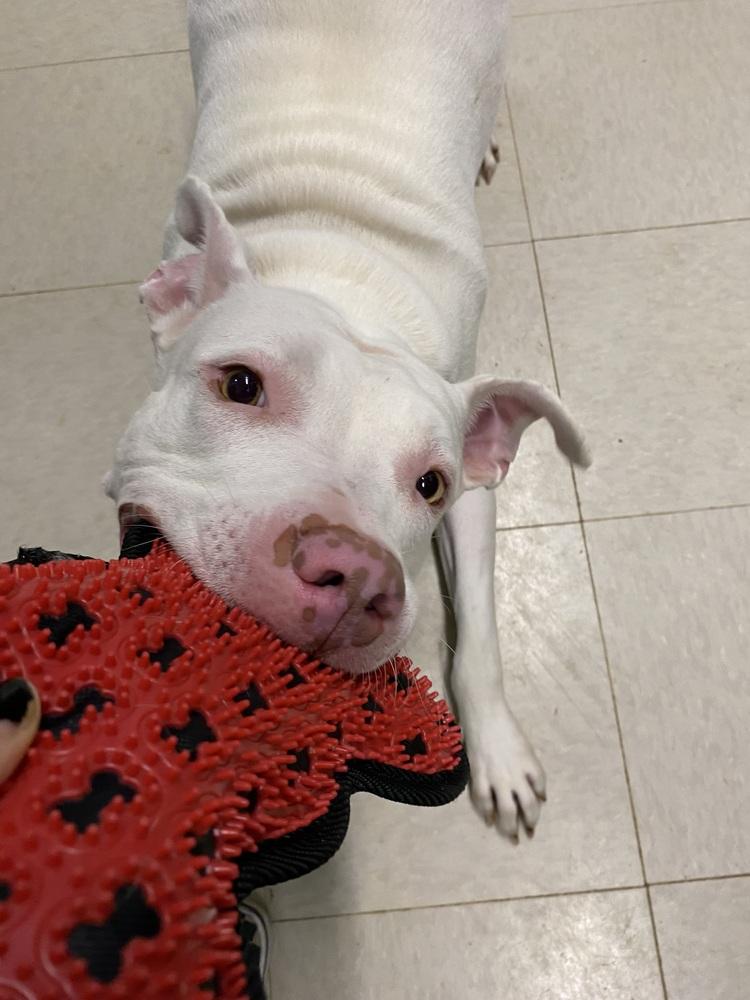 Enlarge Maverick, a Adoptable Pit Bull Terrier in Germantown, OH image 4/6