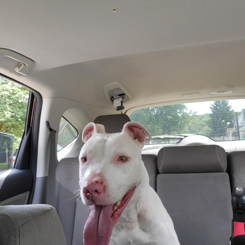 Maverick, Adoptable, Adult Male Pit Bull Terrier.