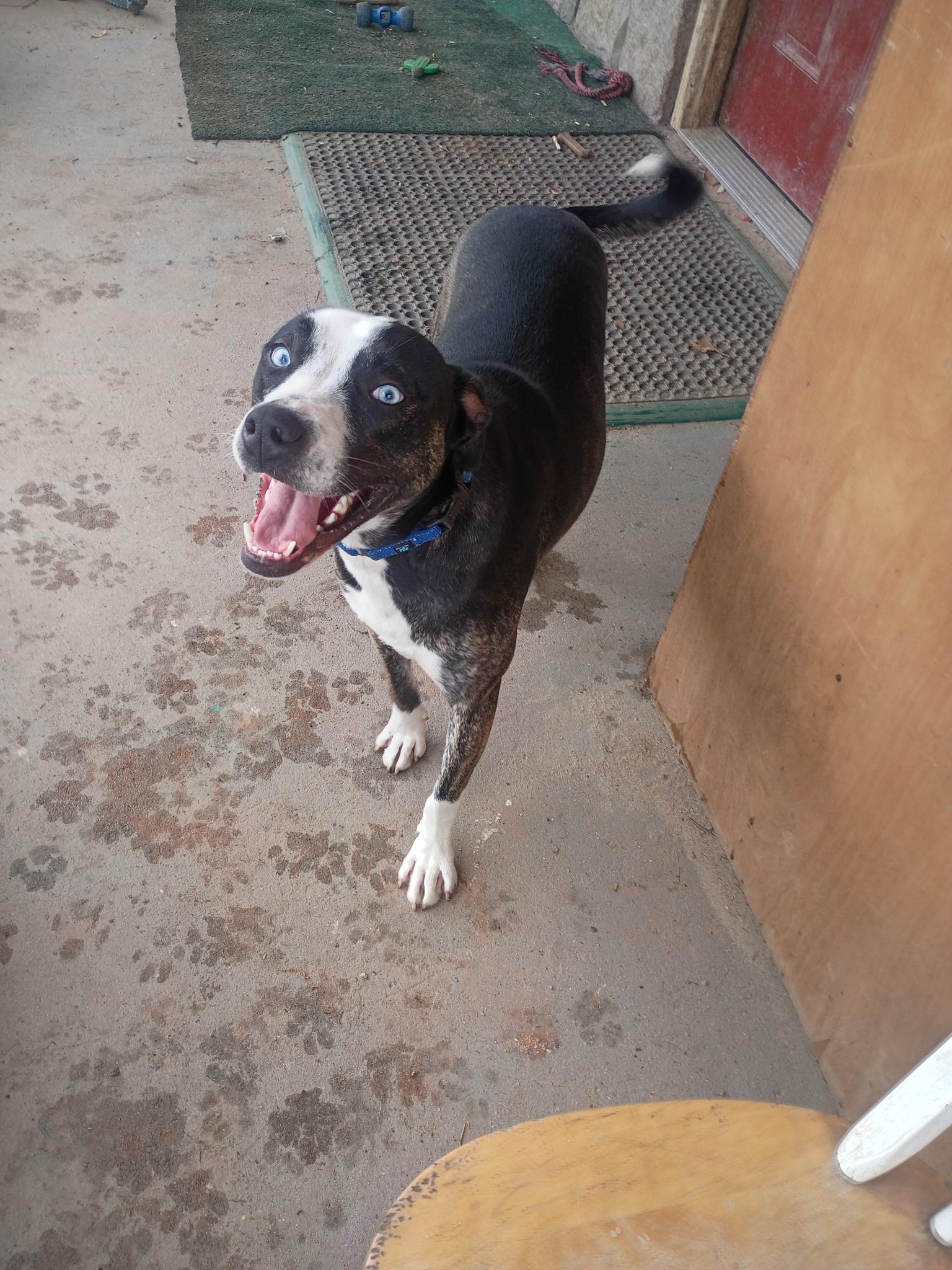 Rascal, Adoptable, Young Male Black Labrador Retriever & Husky.