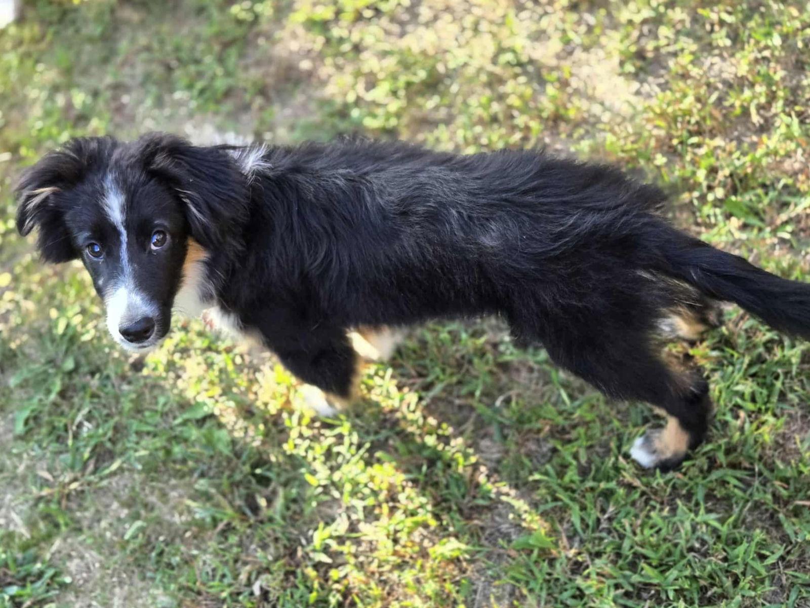 Enlarge Rambler (Adoption Pending), a Adoptable mixed breed in Saint Robert, MO image 1/3