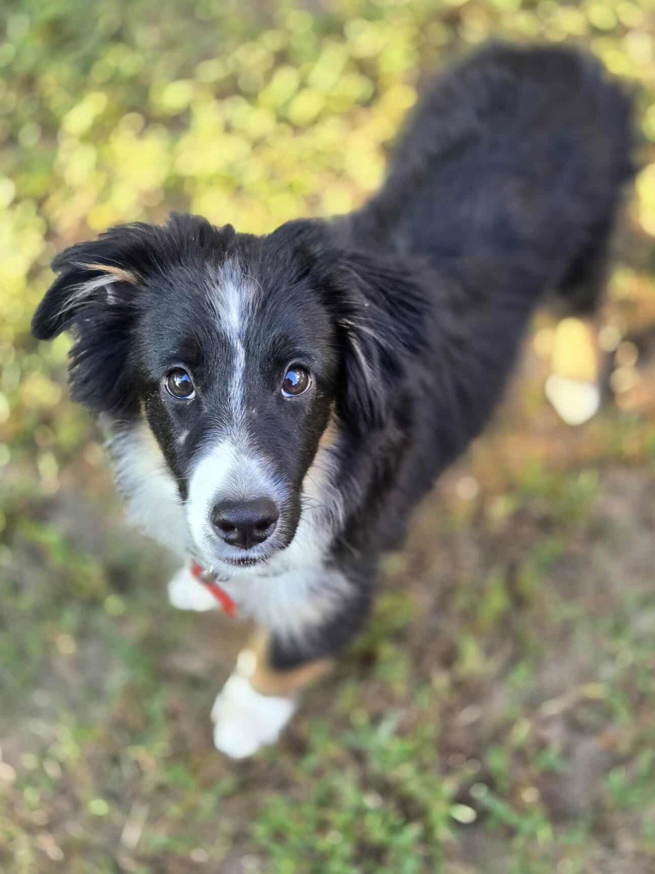 Enlarge Rambler (Adoption Pending), a Adoptable mixed breed in Saint Robert, MO image 2/3