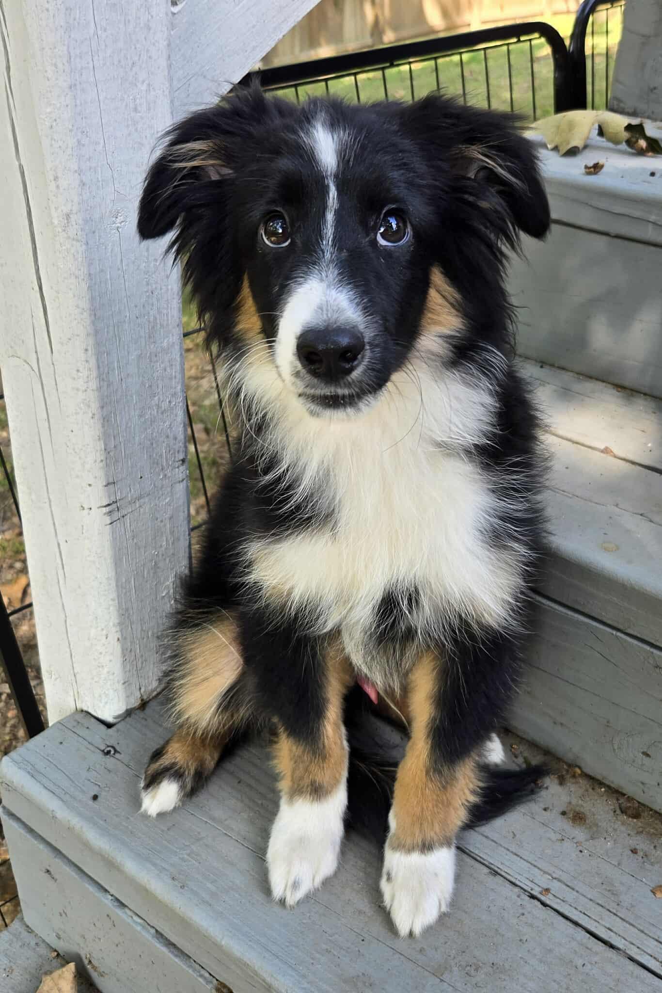 Enlarge Rambler (Adoption Pending), a Adoptable mixed breed in Saint Robert, MO image 3/3