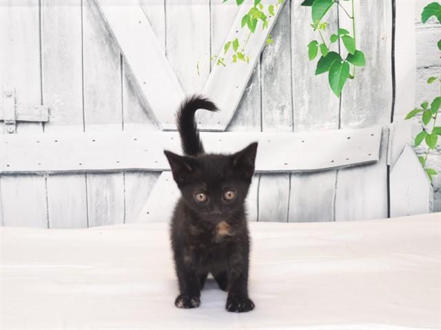 HEIDI, Adoptable, Kitten Female Domestic Short Hair & Domestic Short Hair.