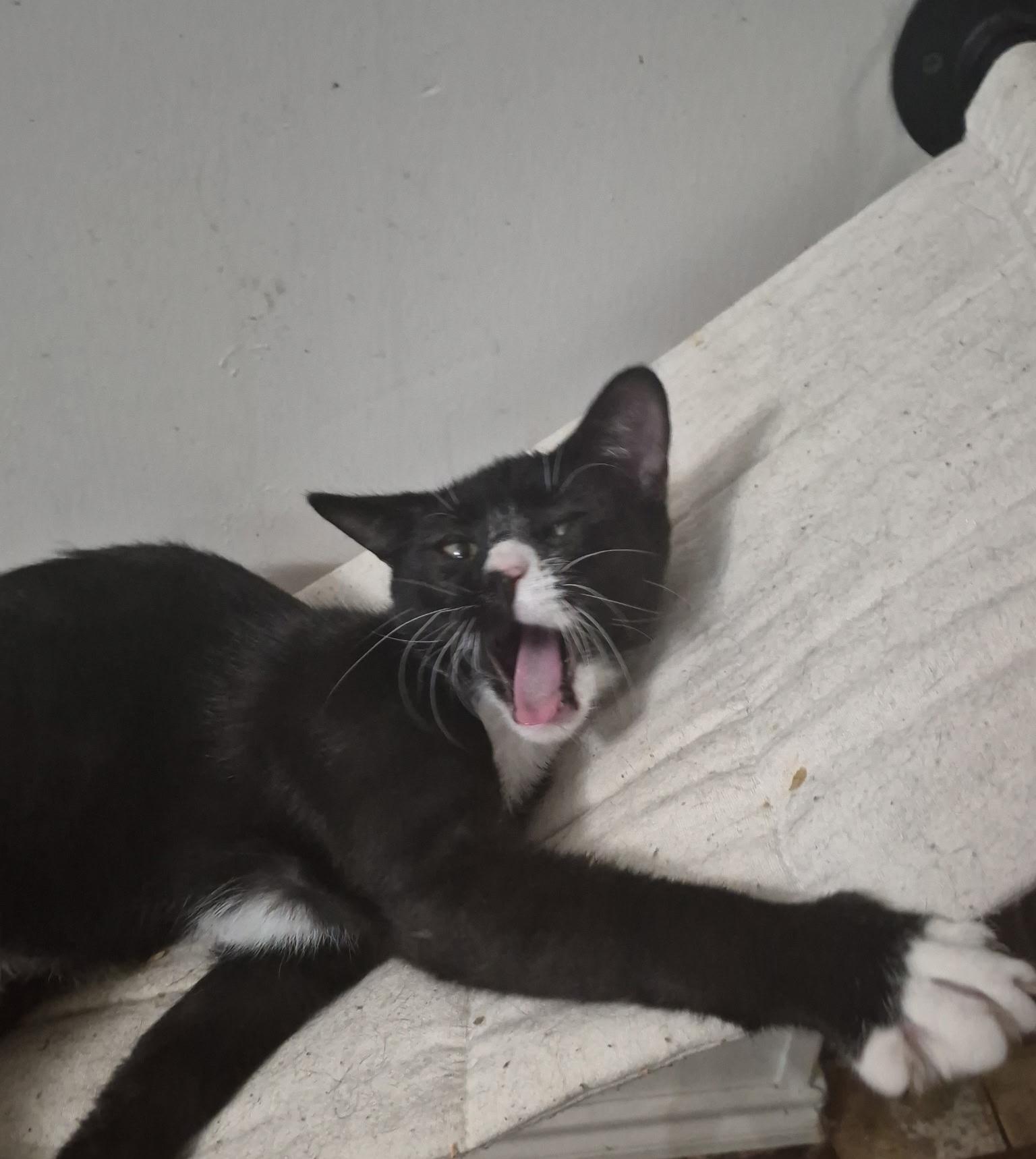 Enlarge Berkin, a Adoptable Domestic Short Hair in Mount Pleasant, TX image 2/4