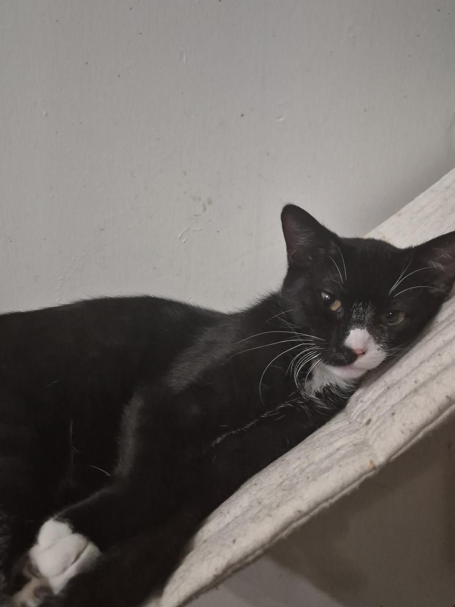 Enlarge Berkin, a Adoptable Domestic Short Hair in Mount Pleasant, TX image 3/4