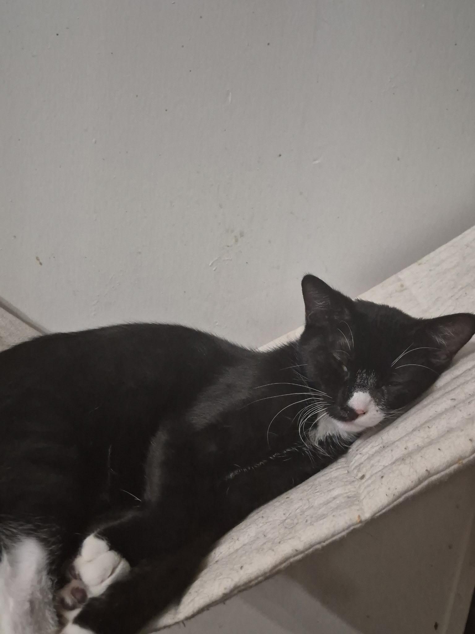 Enlarge Berkin, a Adoptable Domestic Short Hair in Mount Pleasant, TX image 4/4