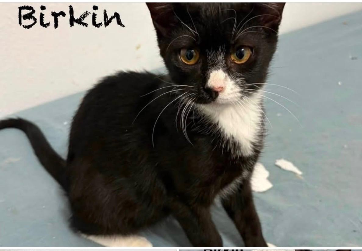 Enlarge Berkin, a Adoptable Domestic Short Hair in Mount Pleasant, TX image 1/4