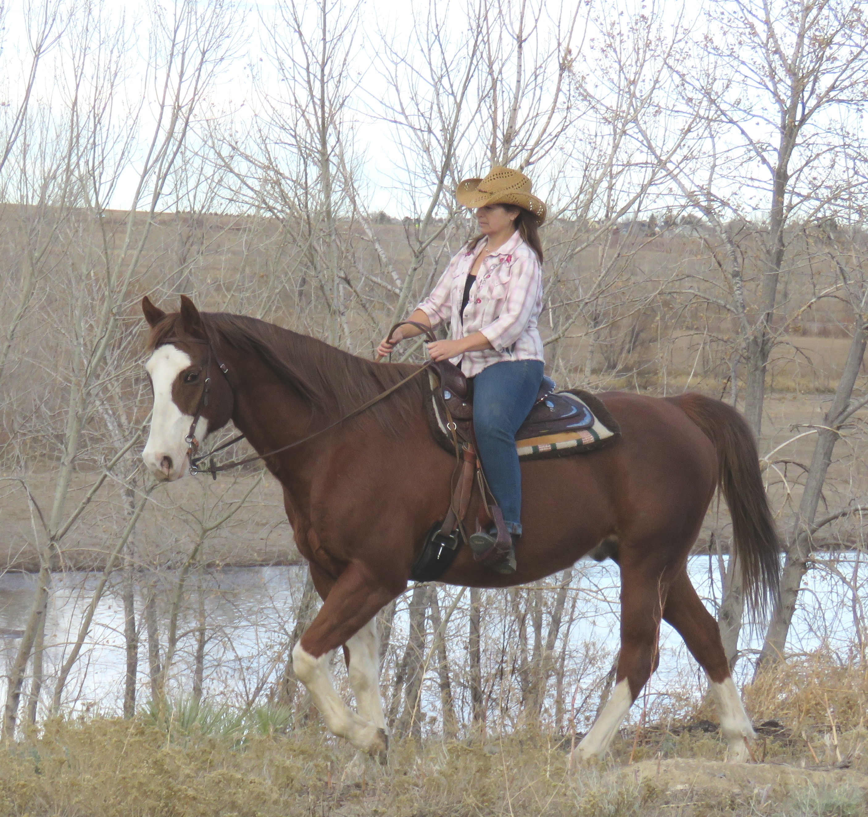 October Sky, a Adoptable Paint / Pinto in Arvada, CO image 1/8
