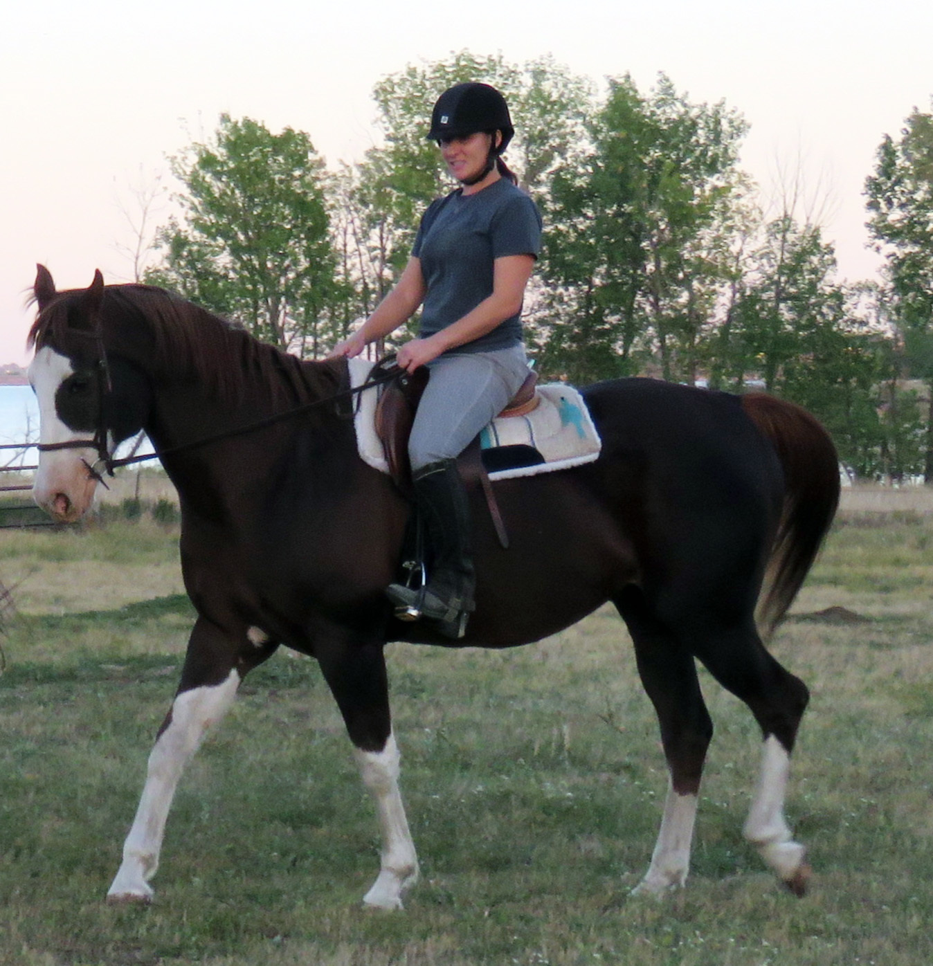 October Sky, a Adoptable Paint / Pinto in Arvada, CO image 2/8