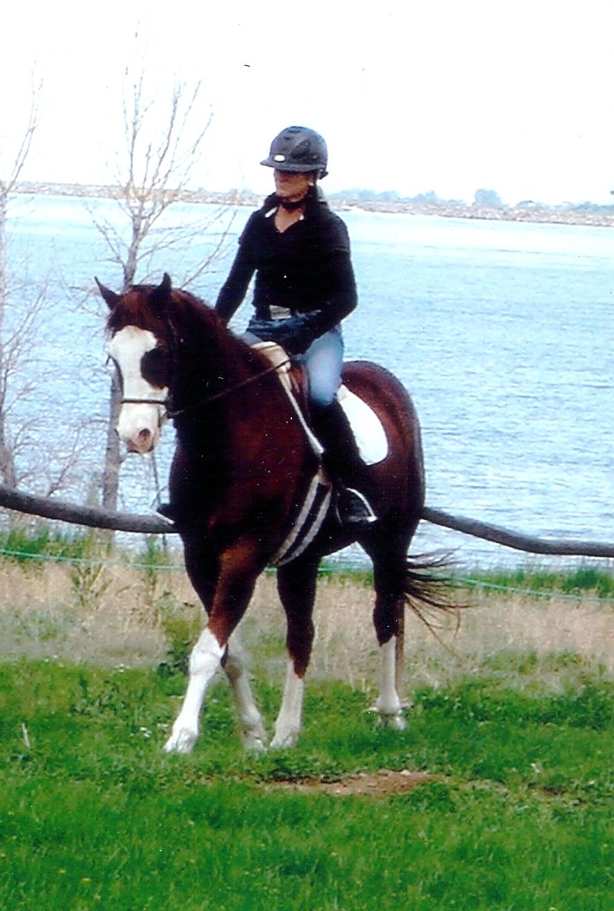 October Sky, a Adoptable Paint / Pinto in Arvada, CO image 3/8