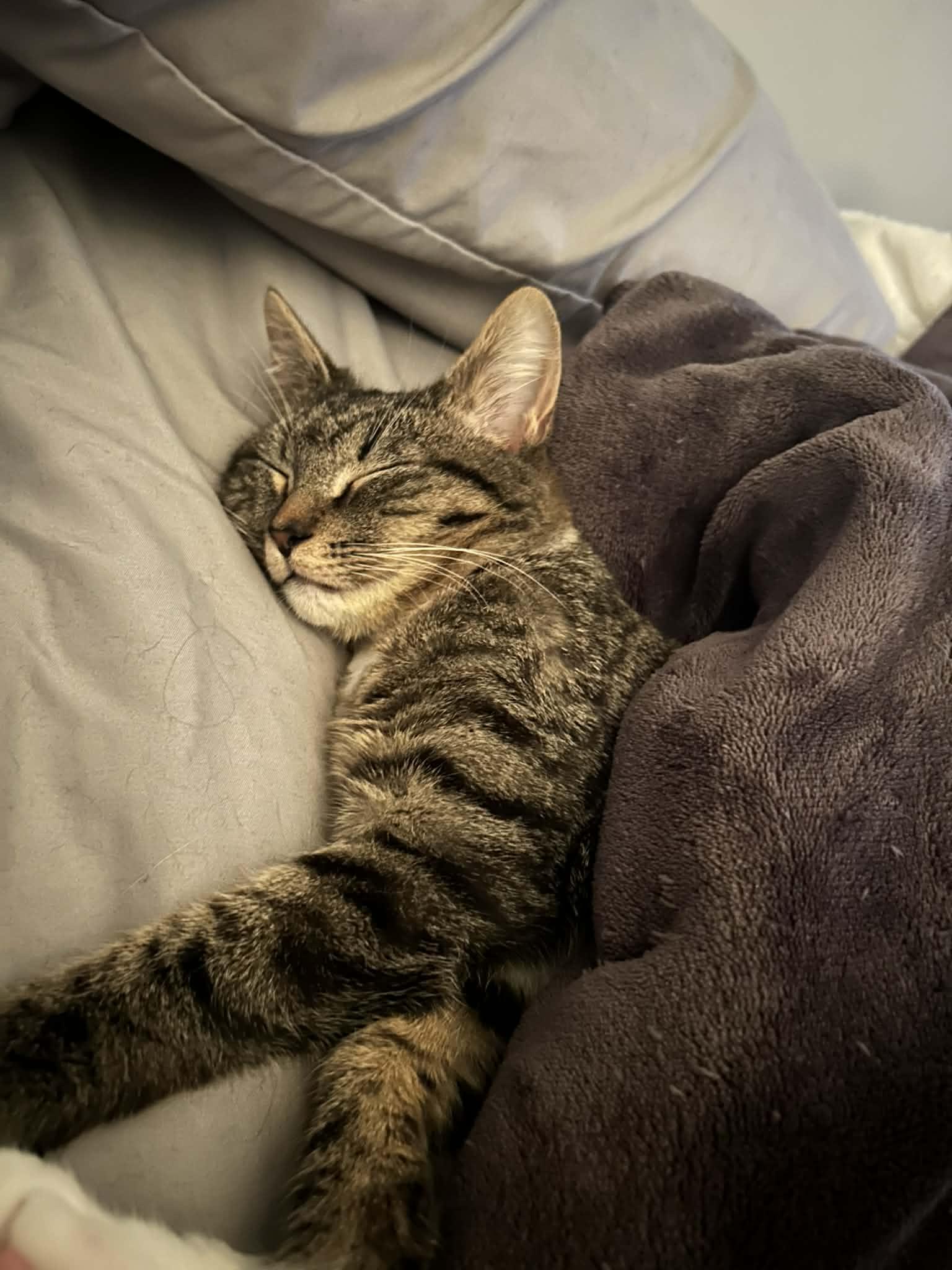 Enlarge Buddy, a ADOPTABLE Domestic Short Hair in Wading River, NY image 4/5