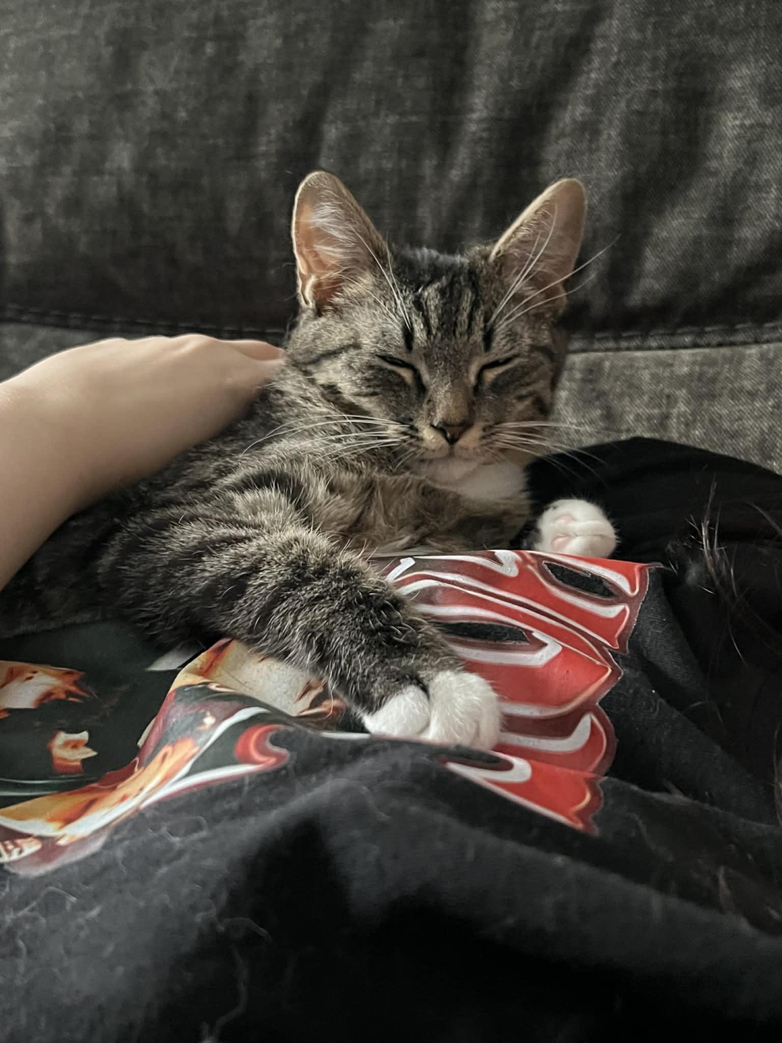 Enlarge Buddy, a ADOPTABLE Domestic Short Hair in Wading River, NY image 3/5