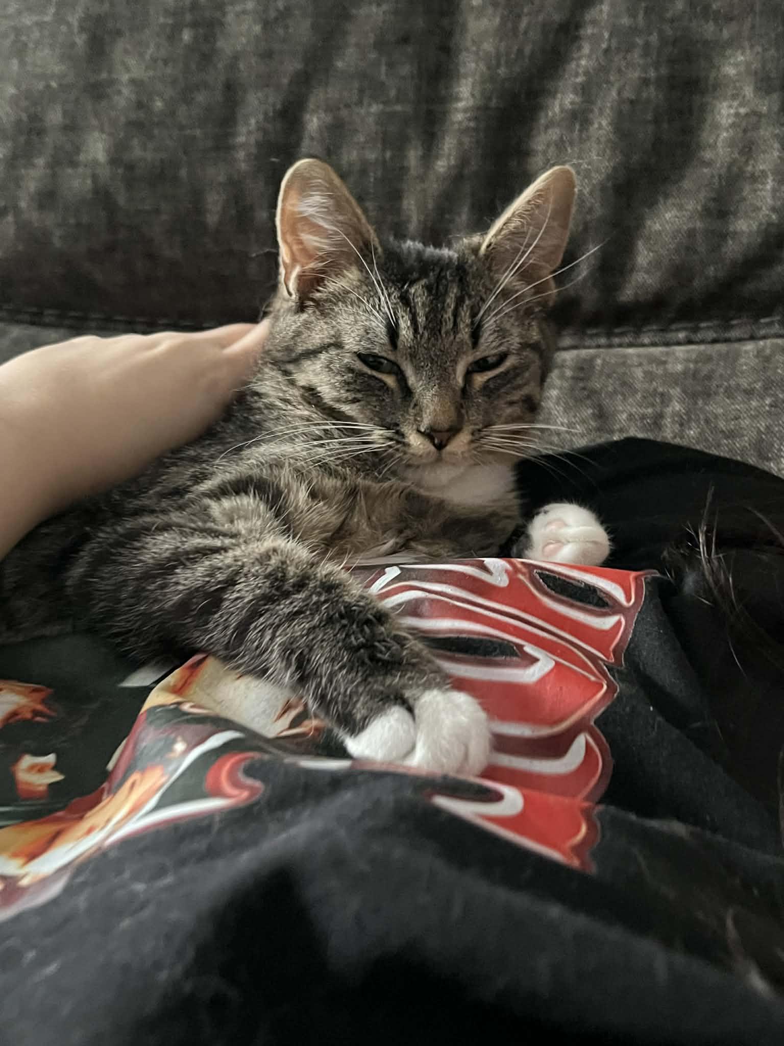 Enlarge Buddy, a ADOPTABLE Domestic Short Hair in Wading River, NY image 2/5