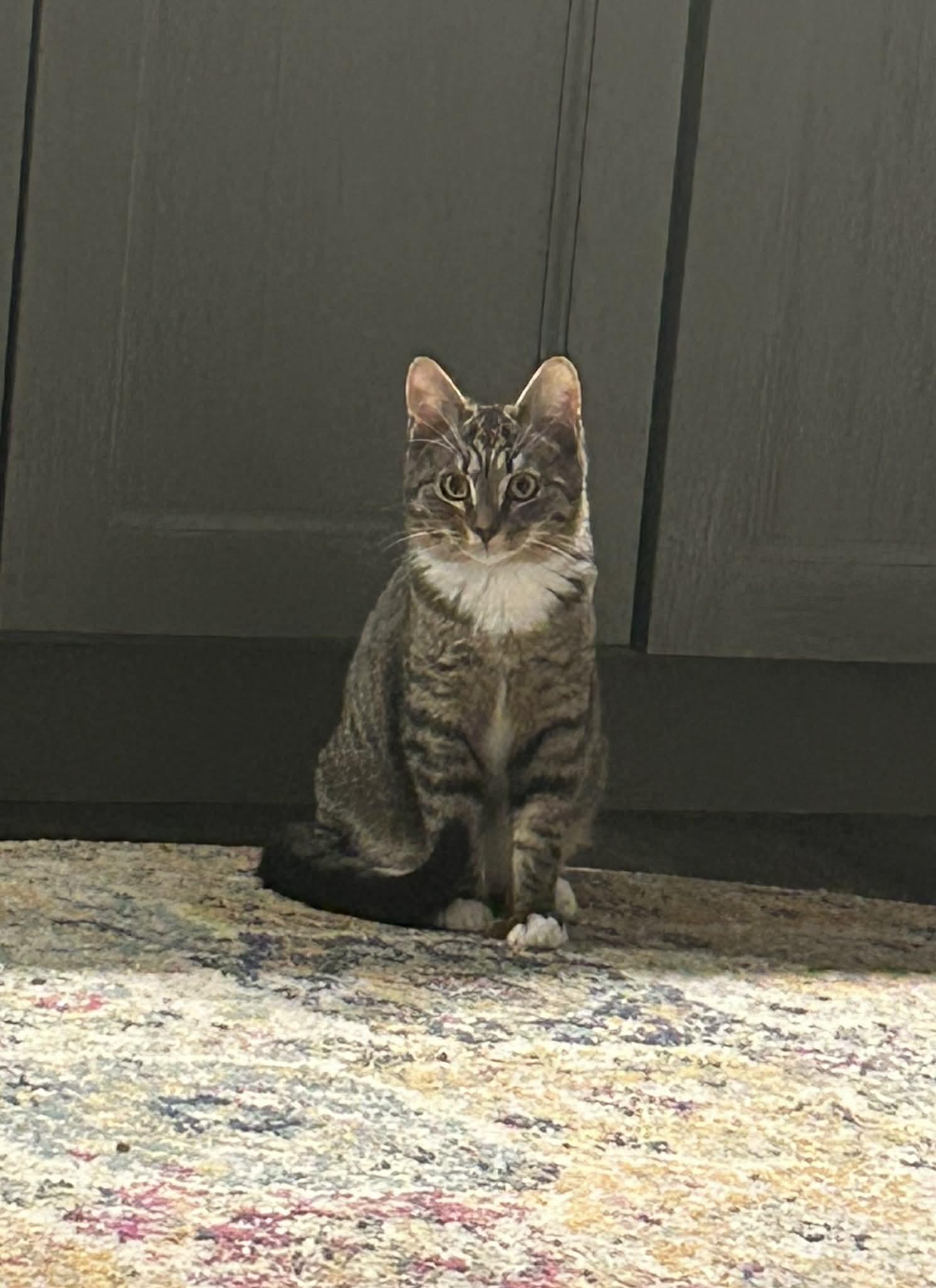 Enlarge Buddy, a ADOPTABLE Domestic Short Hair in Wading River, NY image 1/5