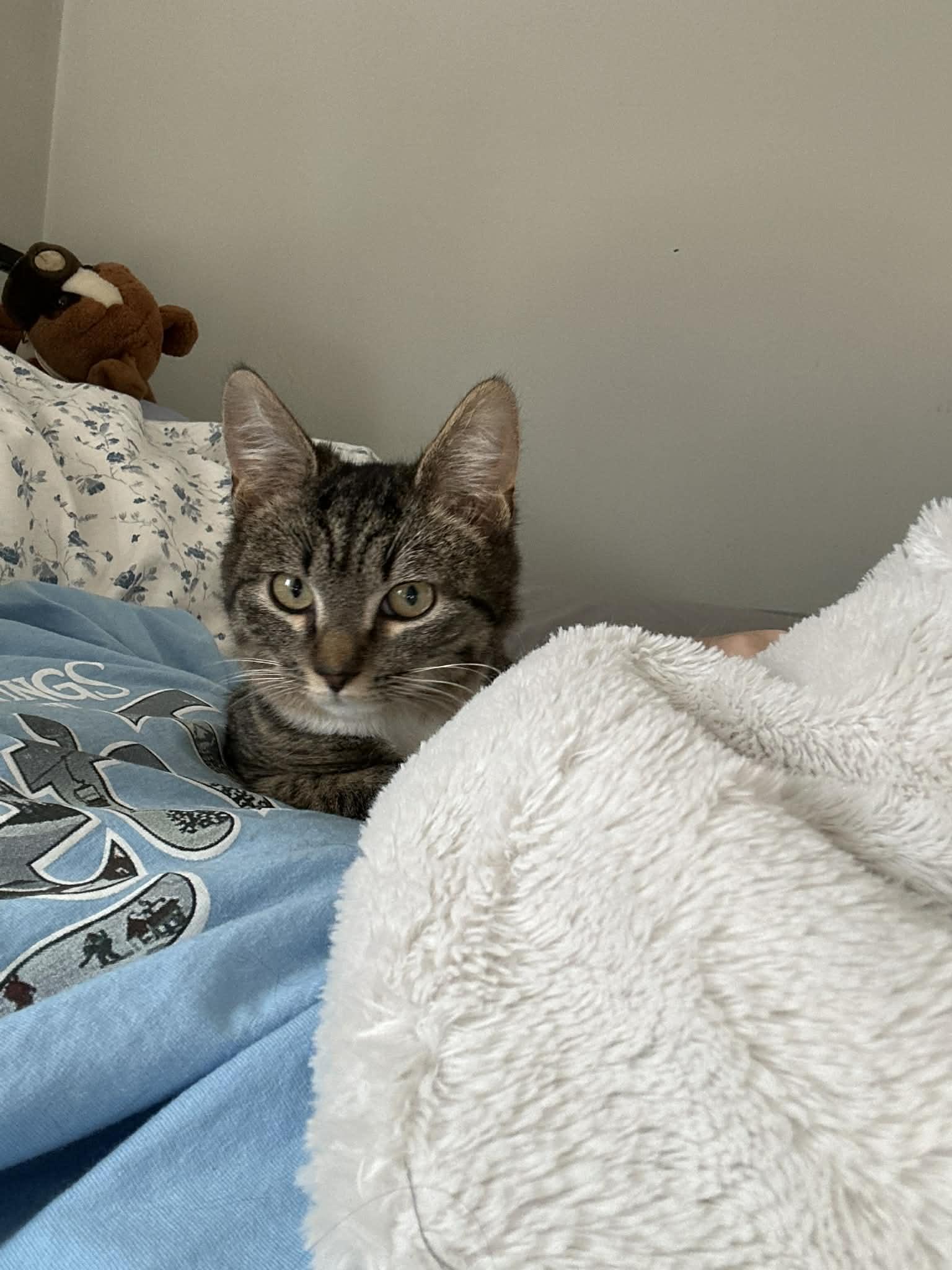 Enlarge Buddy, a ADOPTABLE Domestic Short Hair in Wading River, NY image 5/5