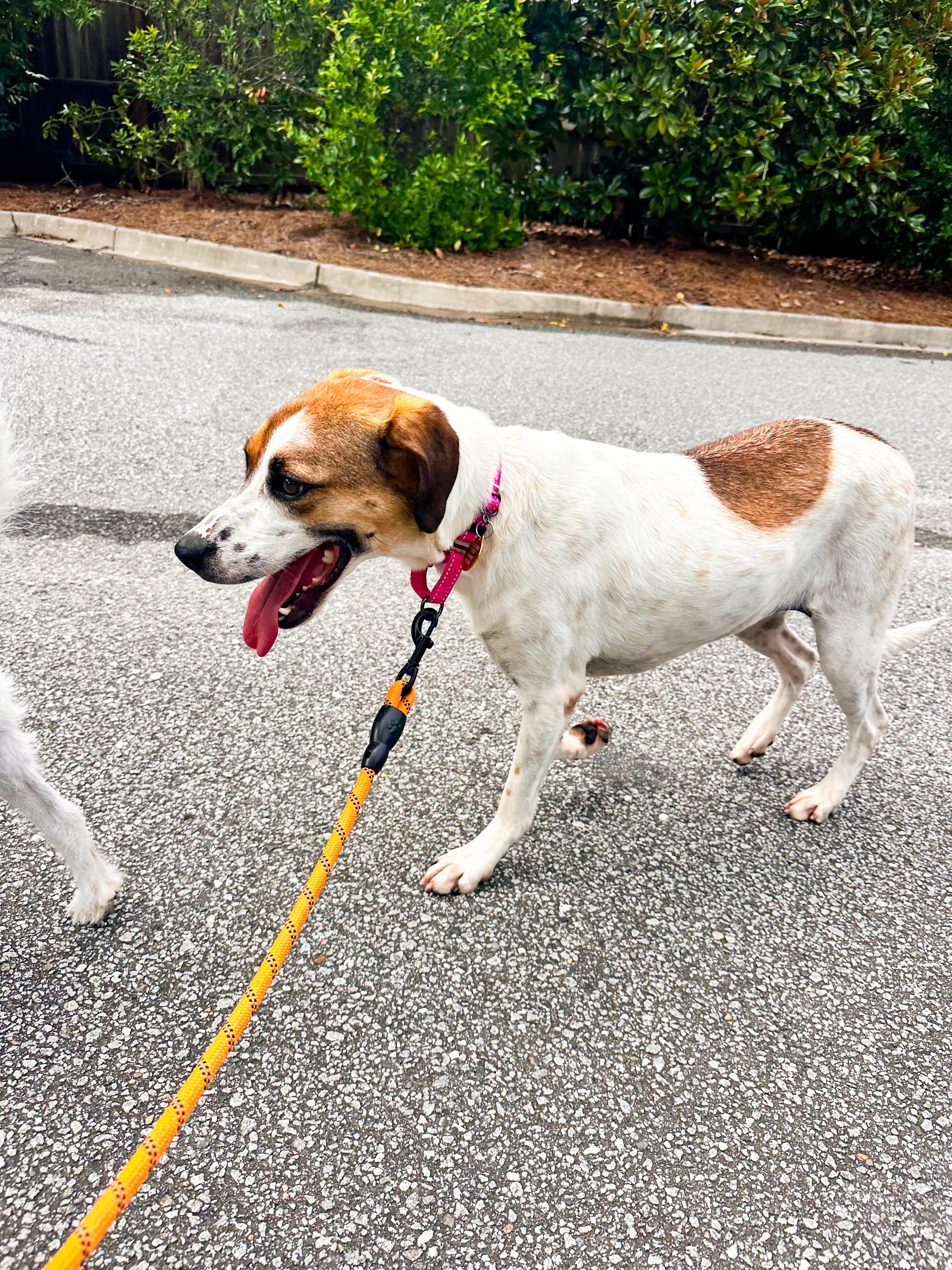 Josie, a Adoptable mixed breed in charleston, SC image 4/6