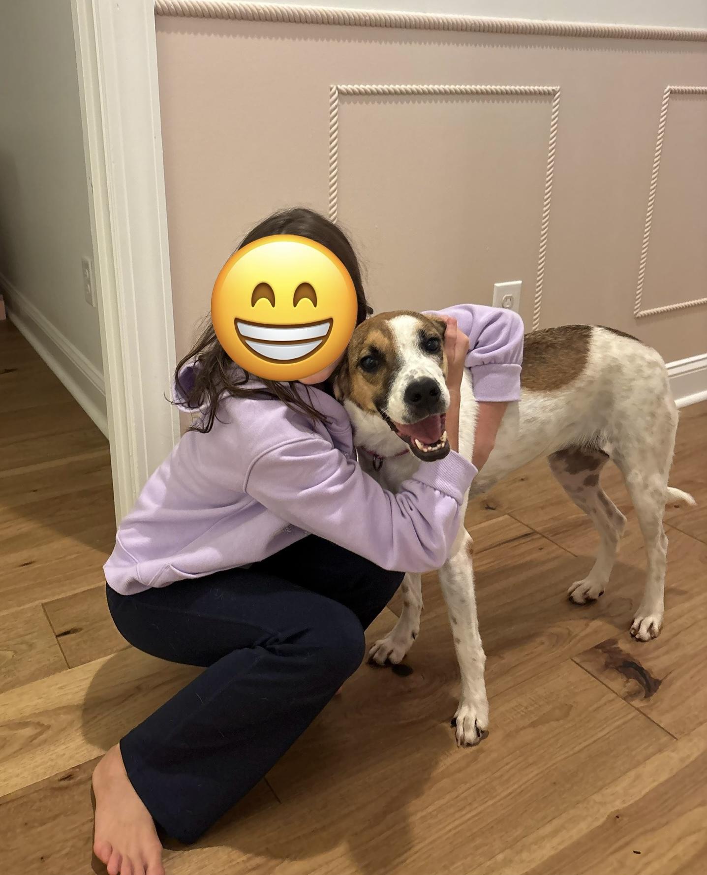 Josie, Adoptable, Young Female Beagle.