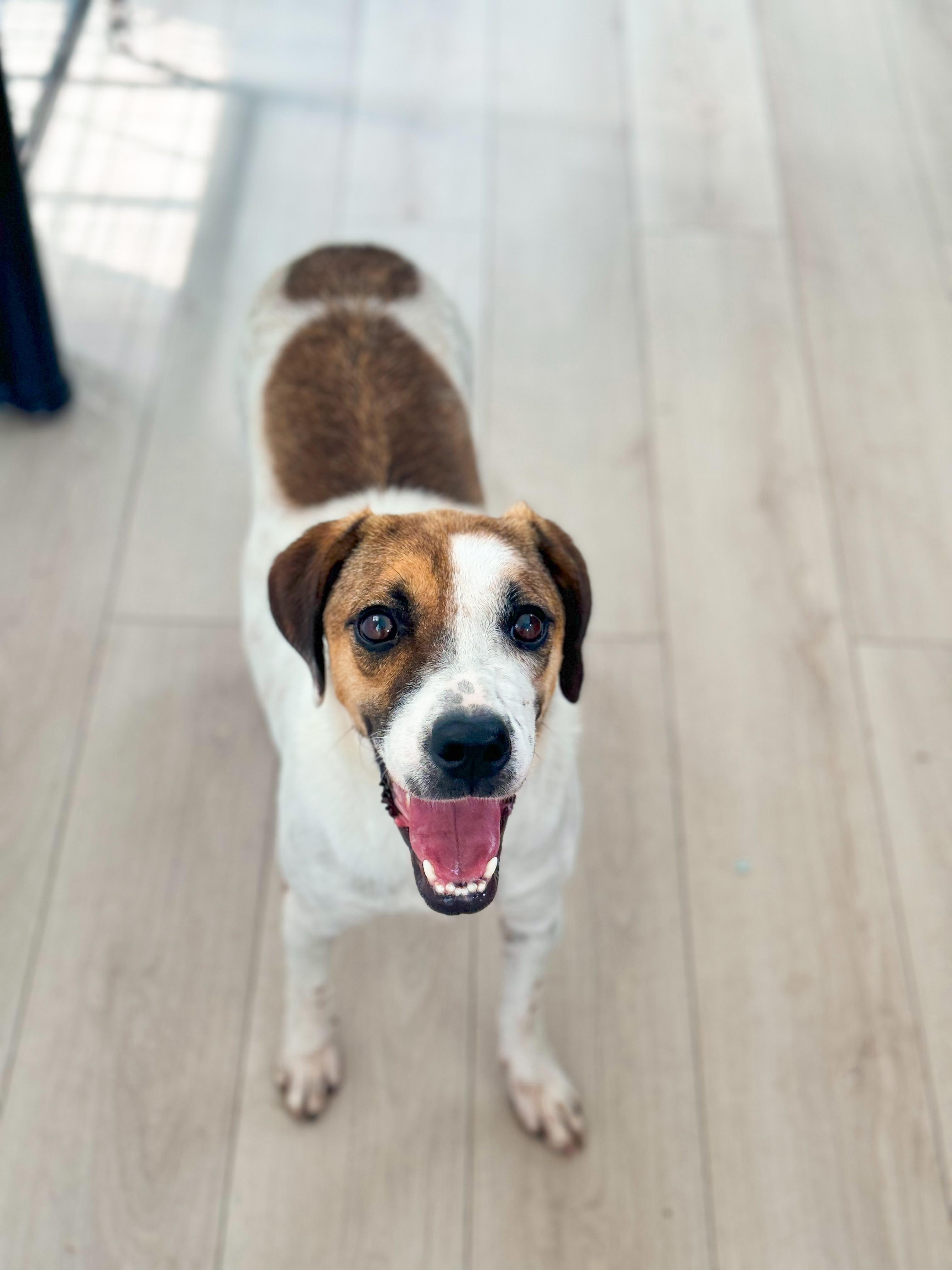 Josie, Adoptable, Young Female Beagle.
