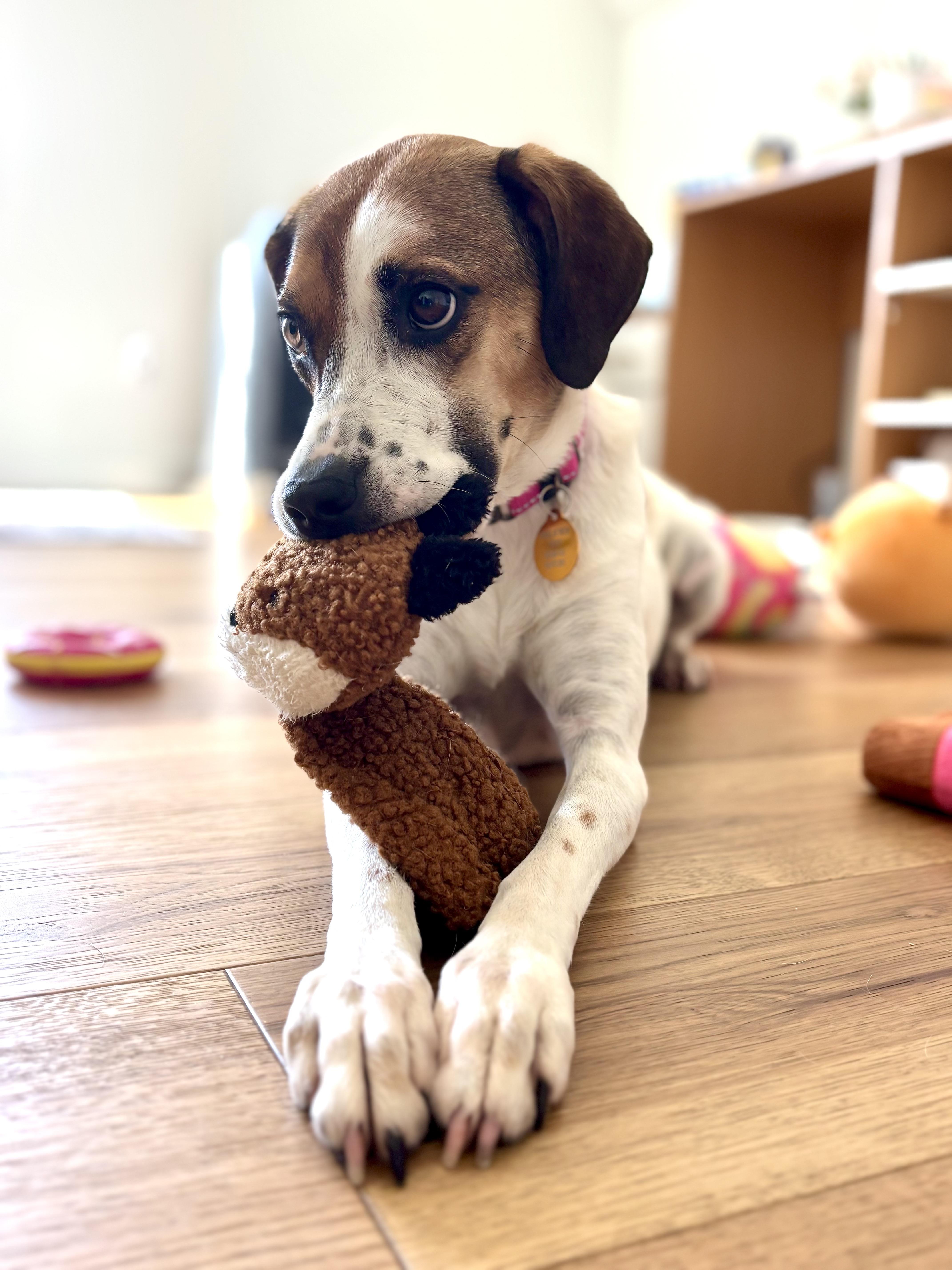 Josie, a Adoptable mixed breed in charleston, SC image 6/6