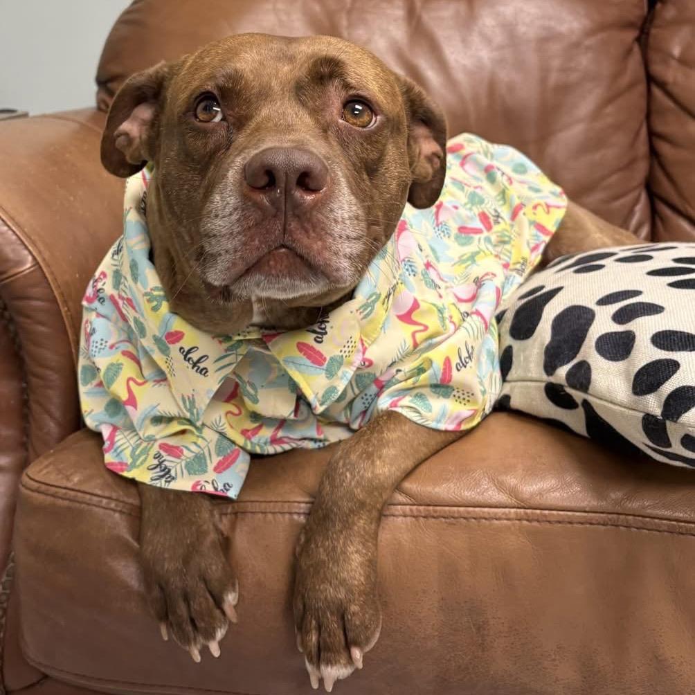Huey, Adoptable, Adult Male Mixed Breed.