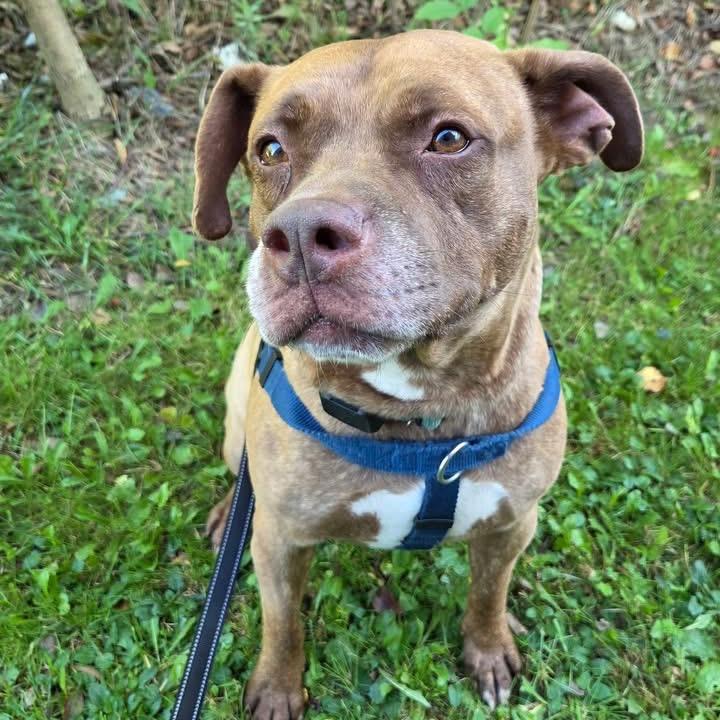 Enlarge Huey, a Adoptable Mixed Breed in Mentor, OH image 2/6