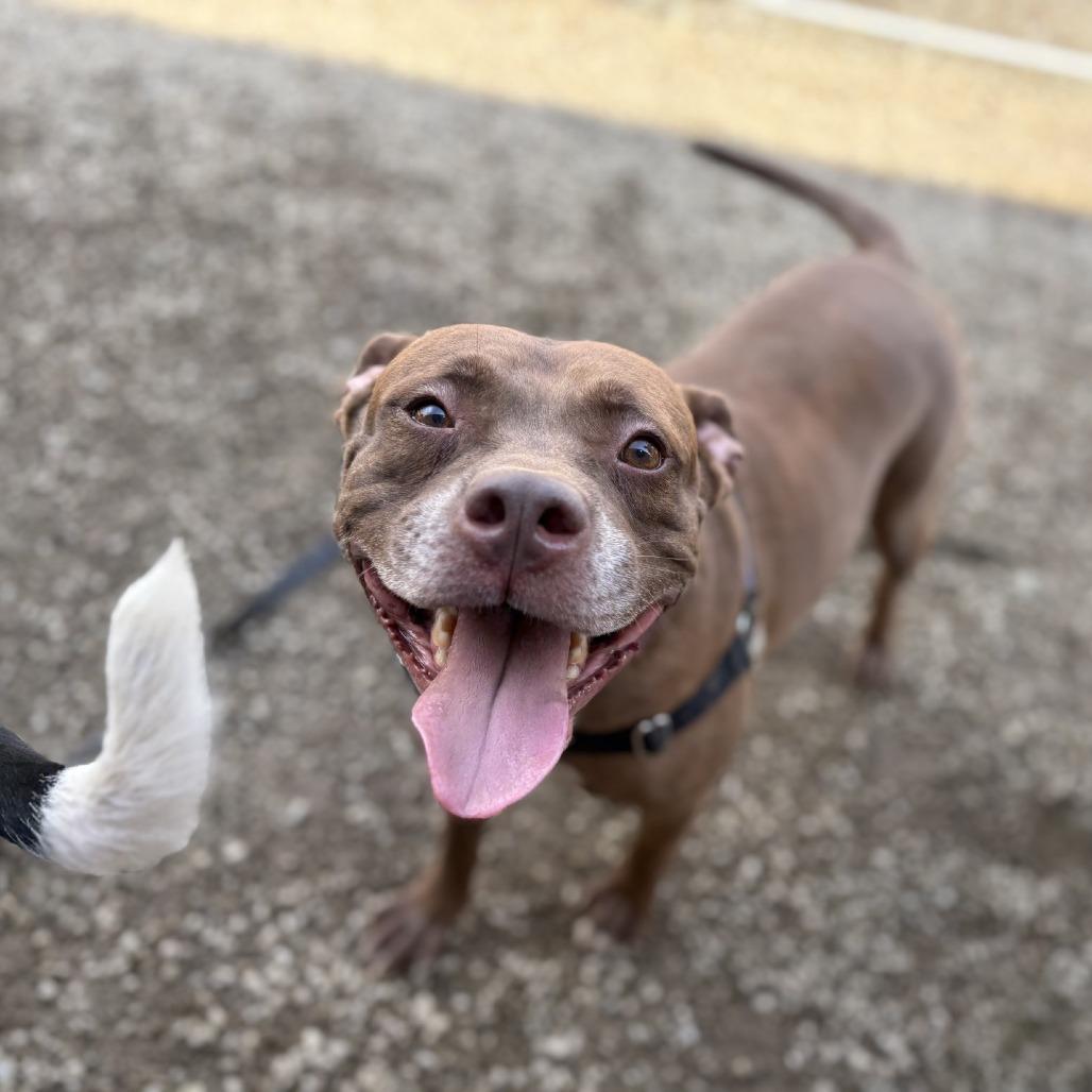 Enlarge Huey, a Adoptable Mixed Breed in Mentor, OH image 3/6