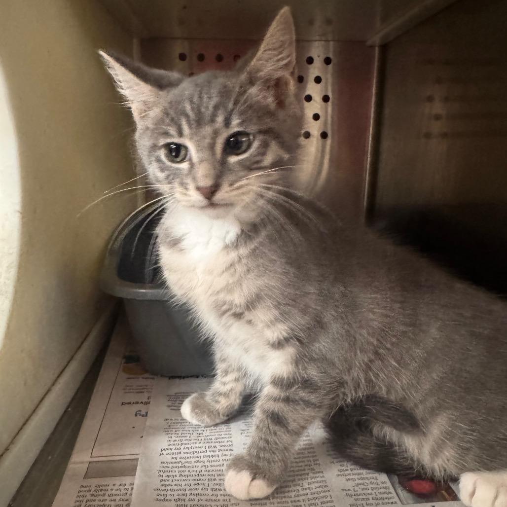 Stormi, Adoptable, Kitten Female Domestic Short Hair.