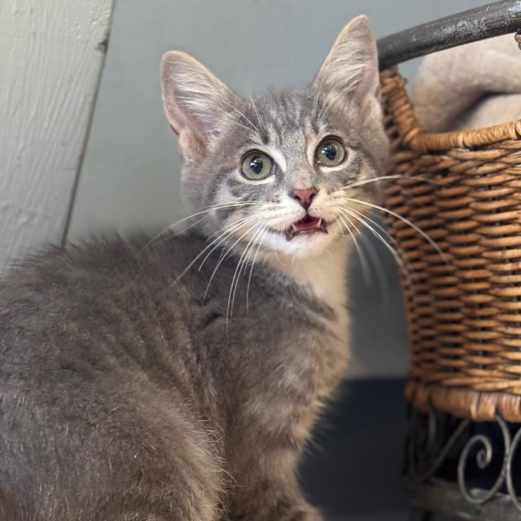 Stormi, a Adoptable Domestic Short Hair in Starkville, MS image 2/2